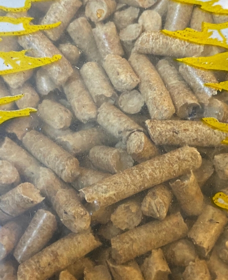VERBA (yellow)